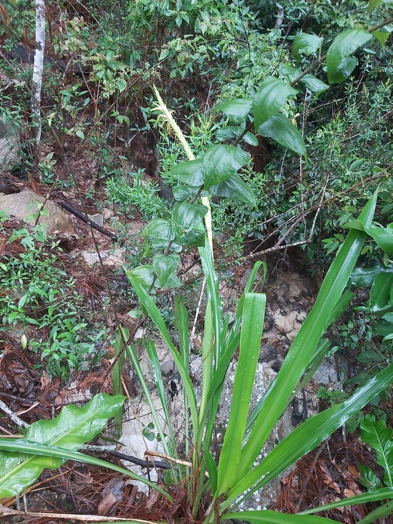 Pitcairnia abscondita photo 5