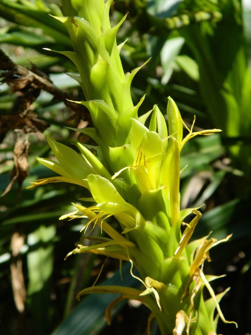 Pitcairnia abscondita photo 6