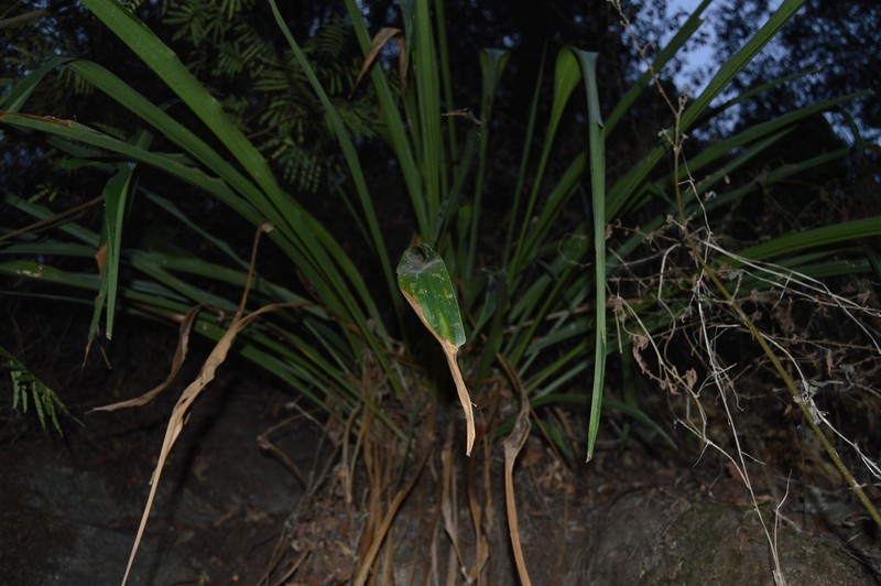 Pitcairnia abscondita photo 8