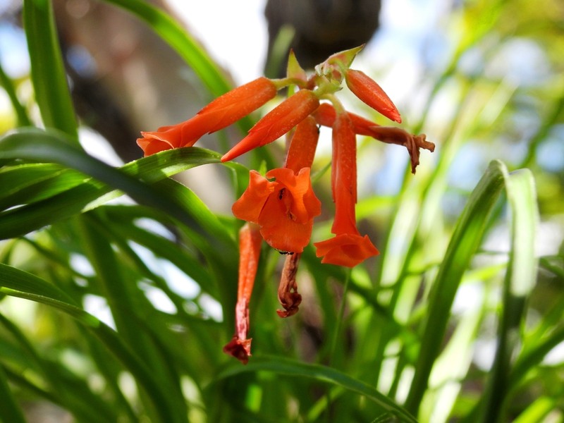 Pitcairnia anarosae