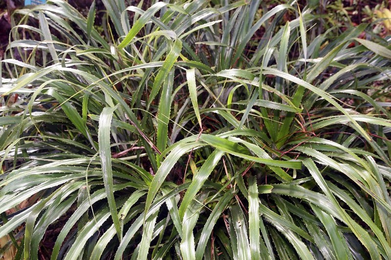 Pina Cortadora