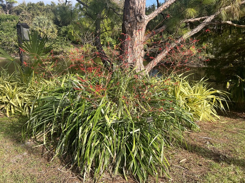 Pina Cortadora photo 3