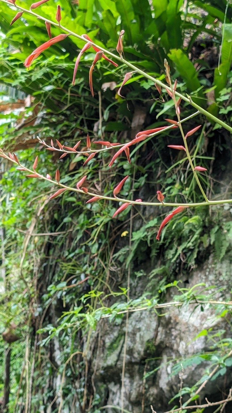 Pina Cortadora photo 4