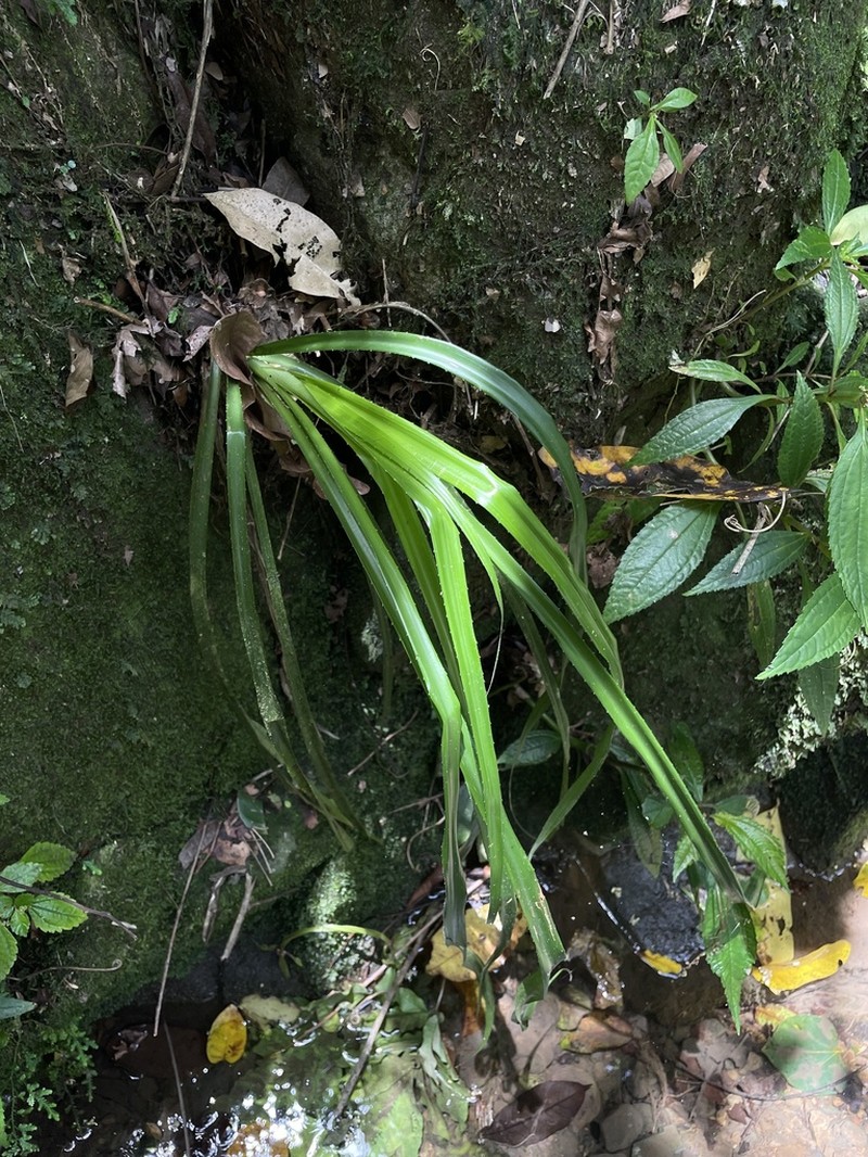 Pina Cortadora photo 5