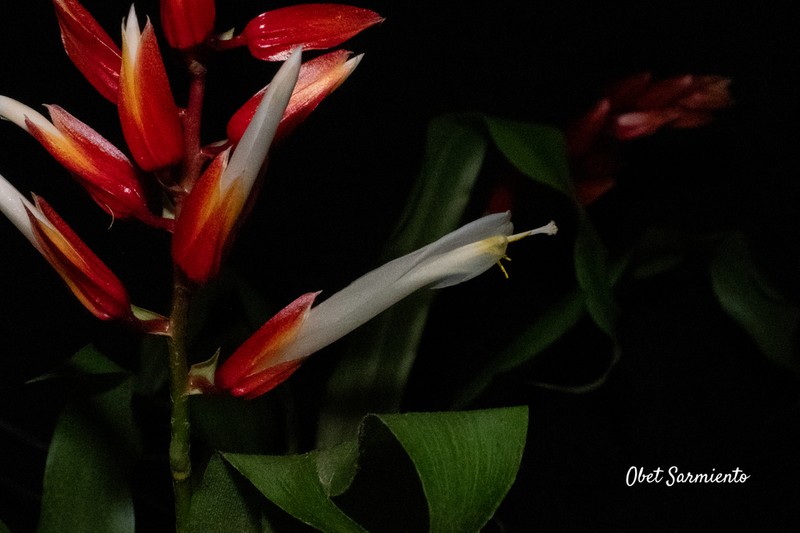 Pitcairnia espejoi