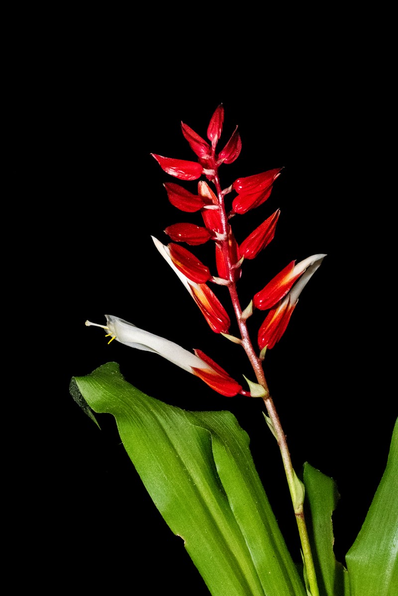 Pitcairnia espejoi photo 2