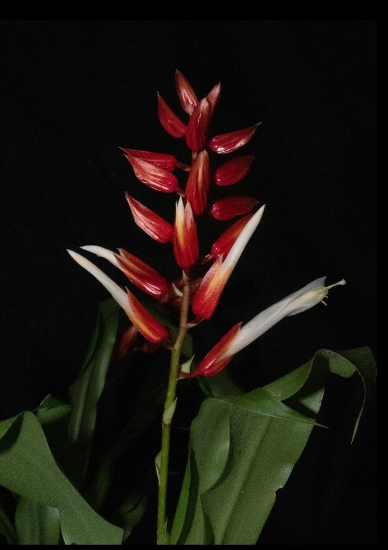 Pitcairnia espejoi photo 3
