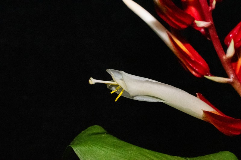 Pitcairnia espejoi photo 4