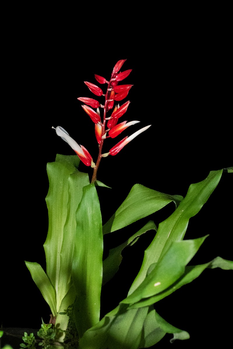 Pitcairnia espejoi photo 5