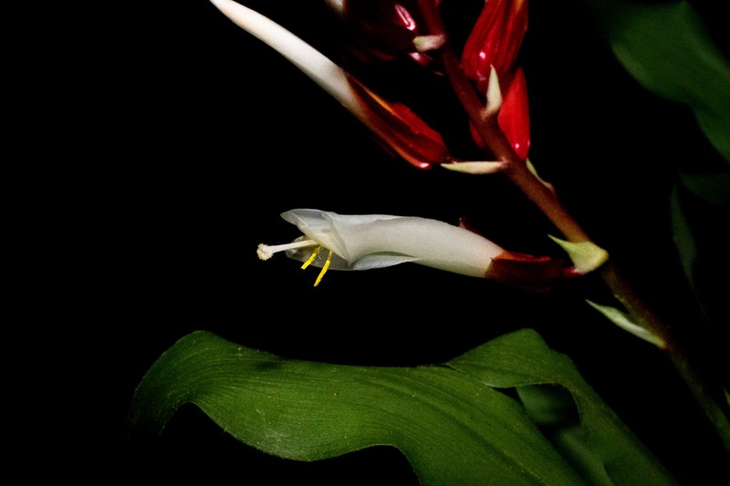 Pitcairnia espejoi photo 6