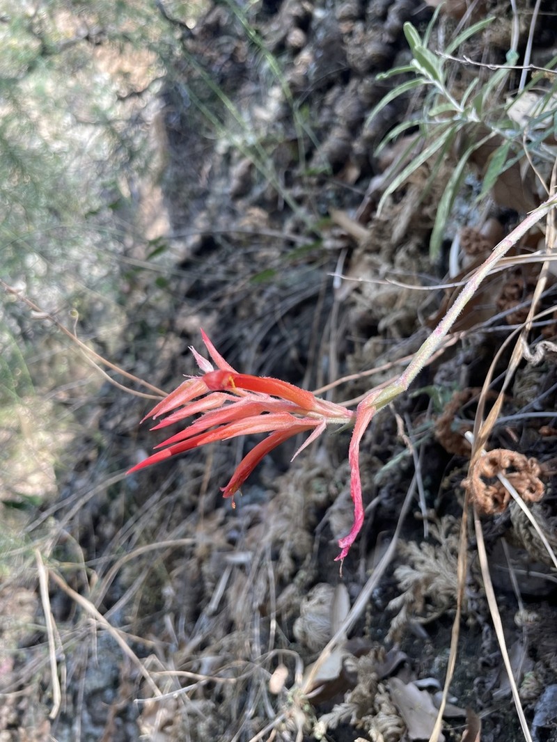Pitcairnia gracielae