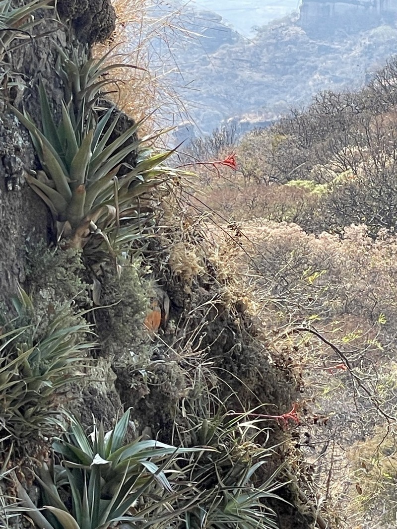Pitcairnia gracielae photo 2