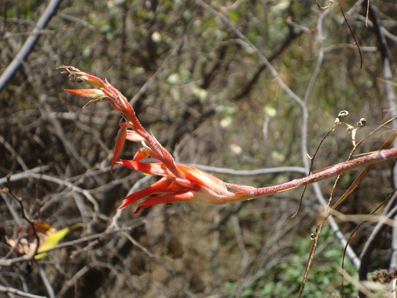Pitcairnia gracielae photo 3