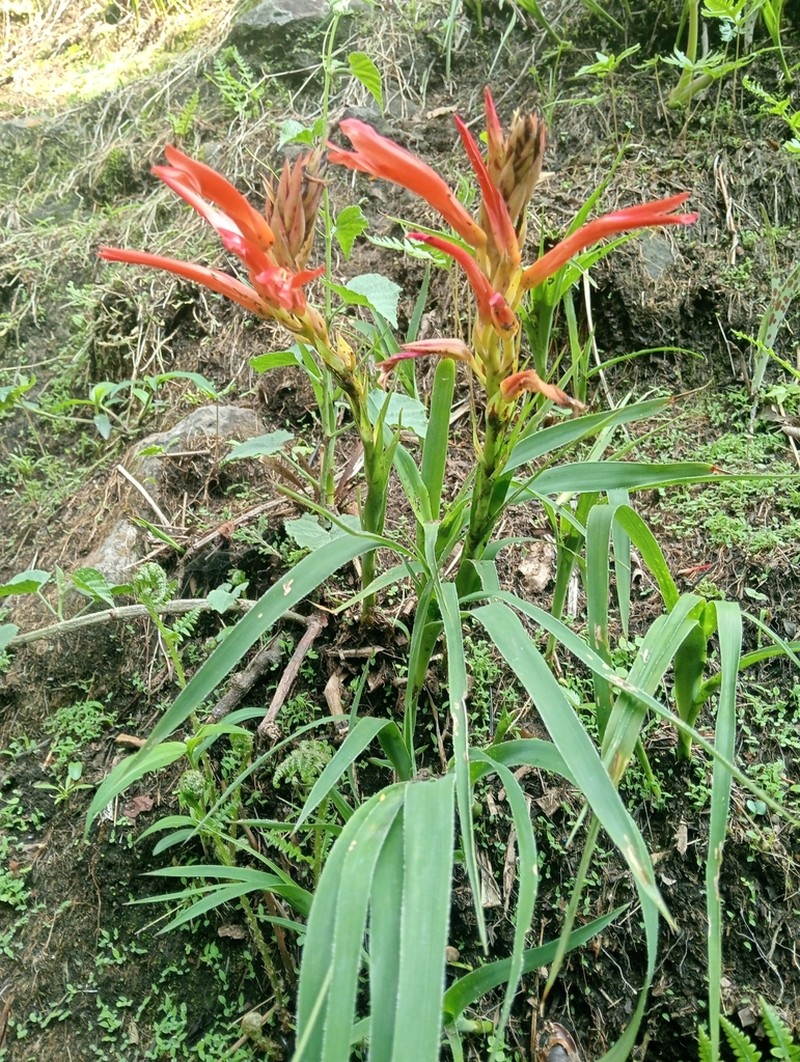 Pitcairnia gracielae photo 4