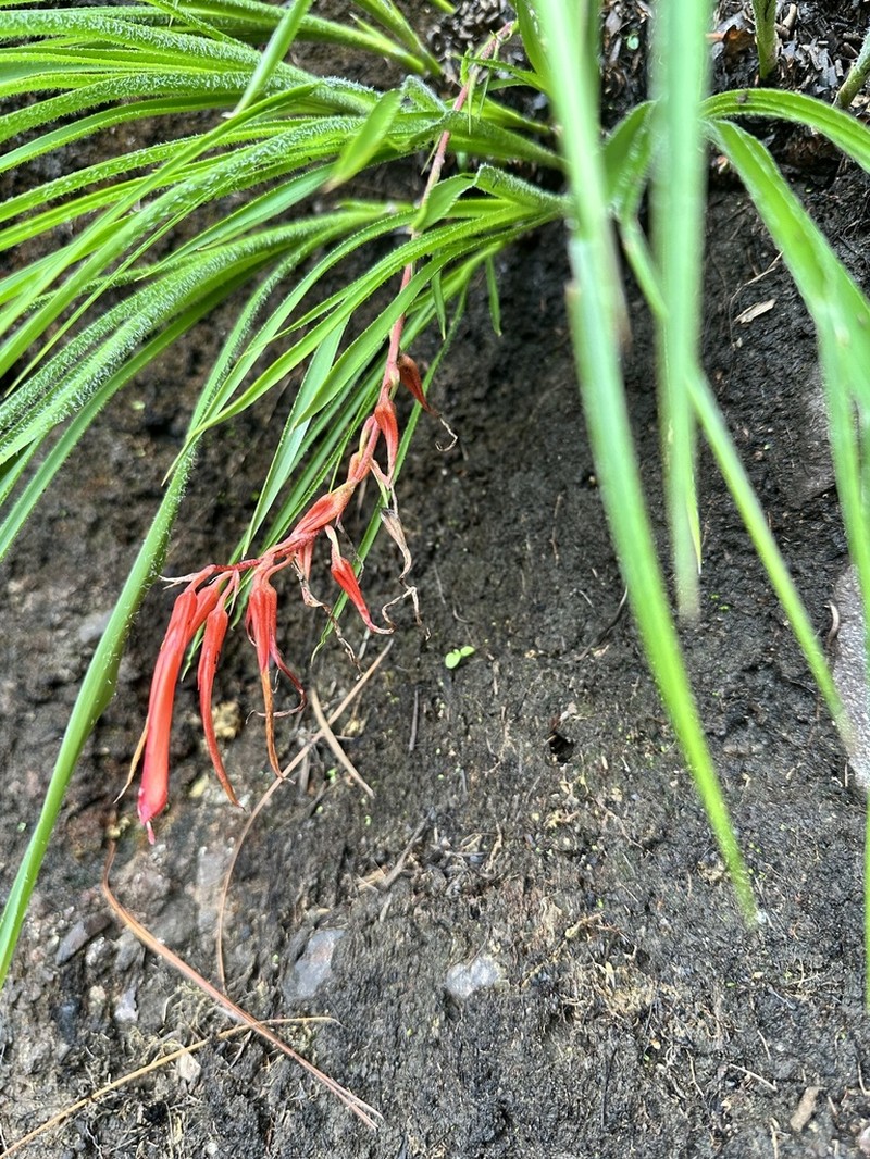 Pitcairnia gracielae photo 6
