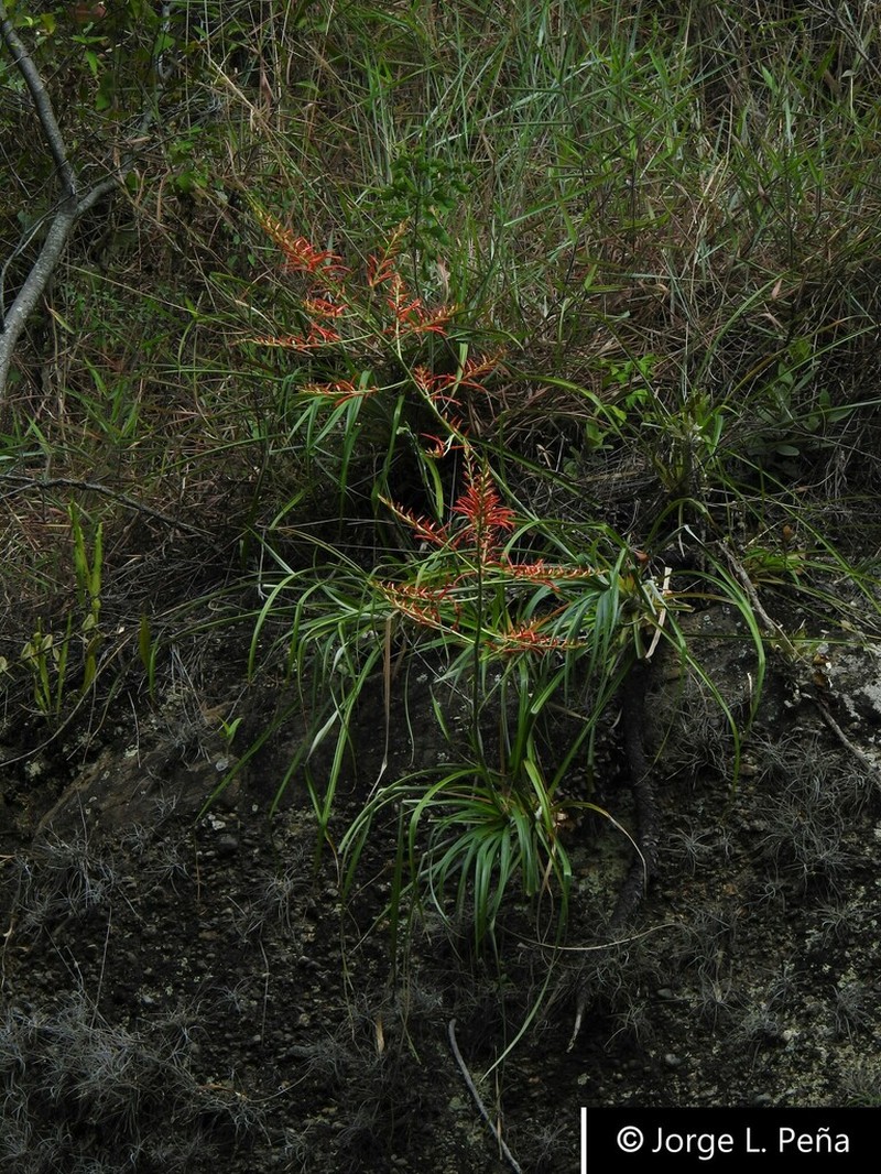 Pitcairnia huilensis