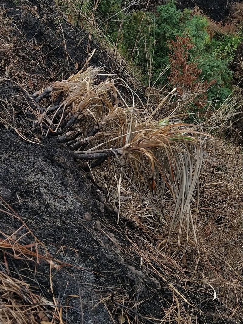 Pitcairnia huilensis photo 2