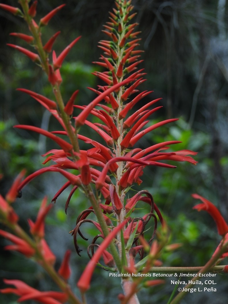 Pitcairnia huilensis photo 3