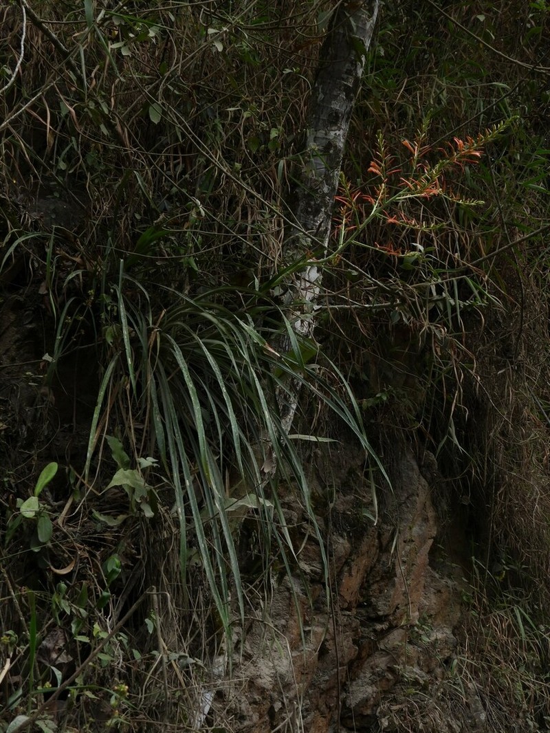 Pitcairnia huilensis photo 4