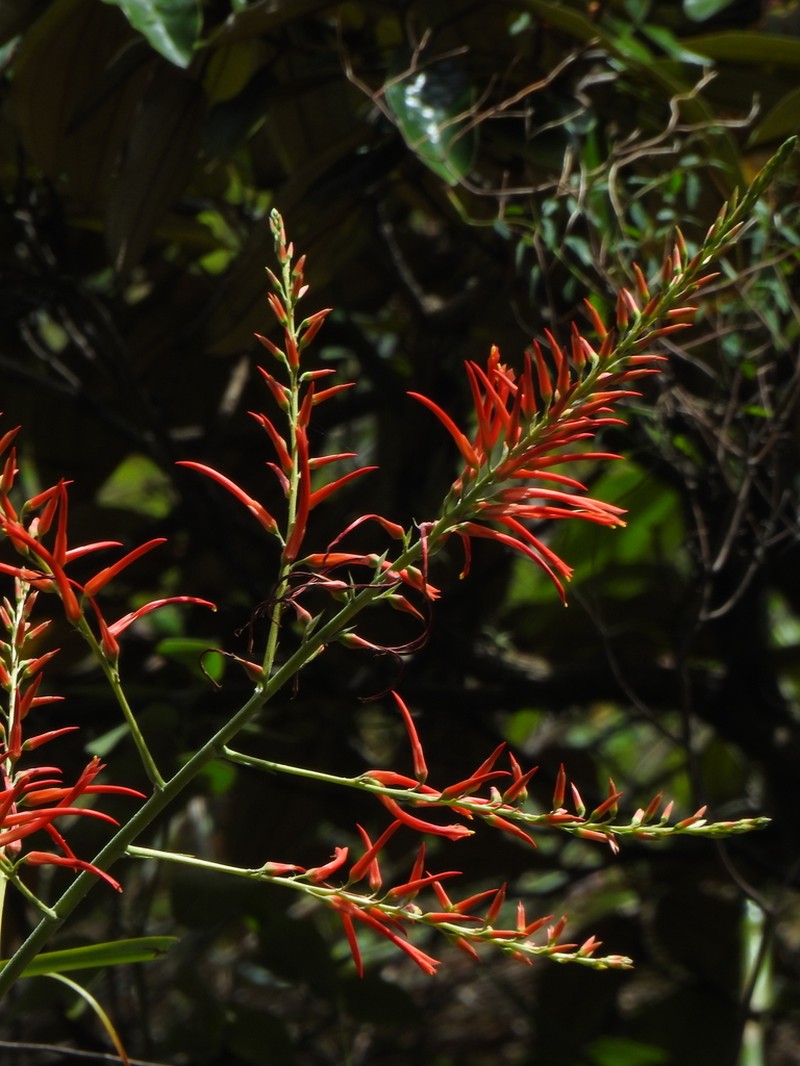 Pitcairnia huilensis photo 5