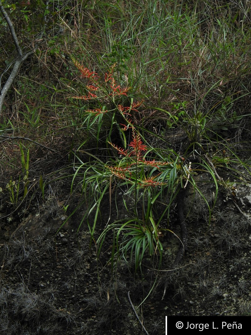Pitcairnia huilensis photo 7