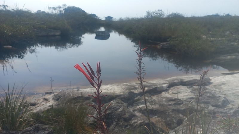 Pitcairnia mineira