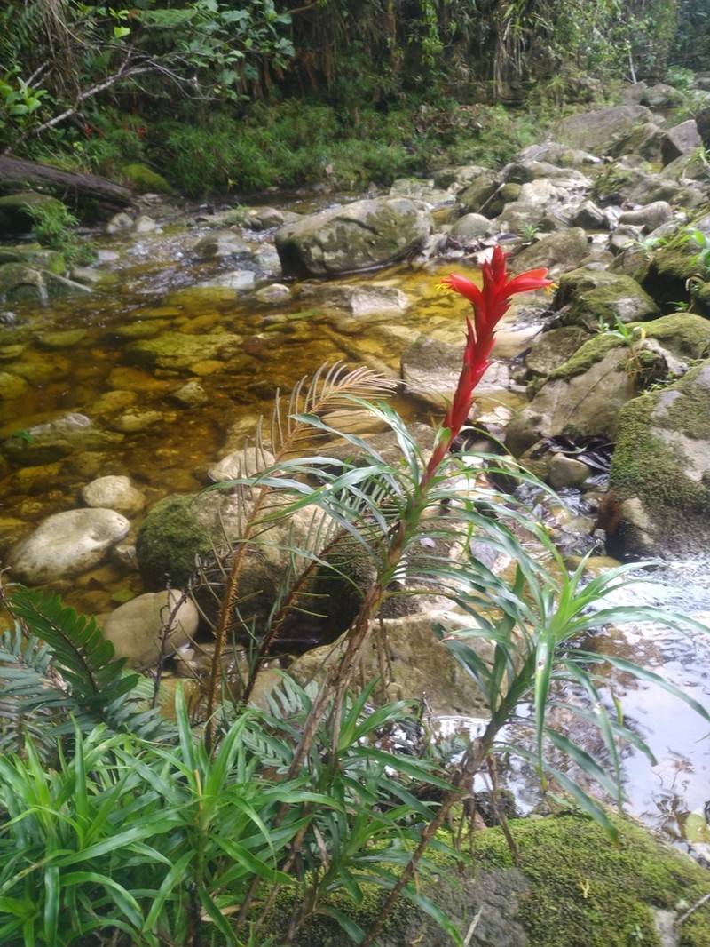 Pitcairnia ripicola
