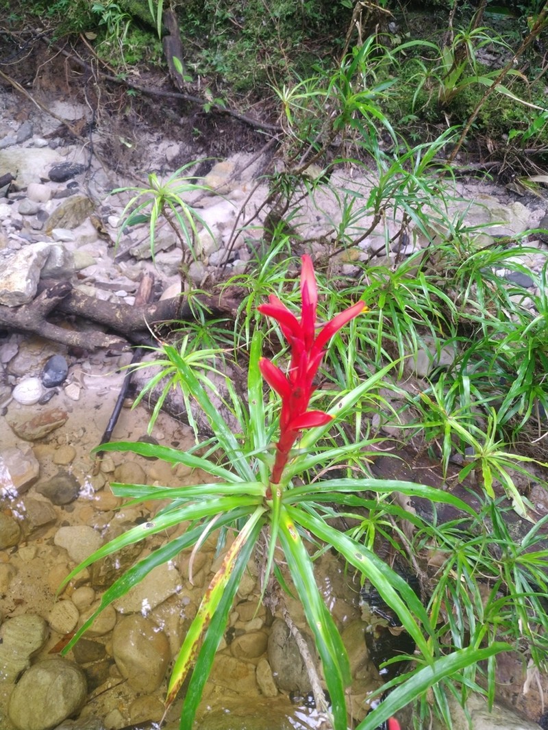 Pitcairnia ripicola photo 2