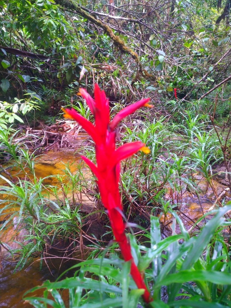 Pitcairnia ripicola photo 3