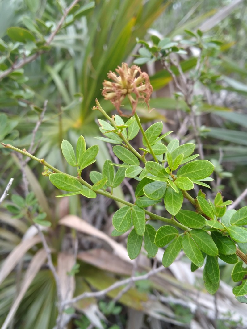 Blackbead photo 3