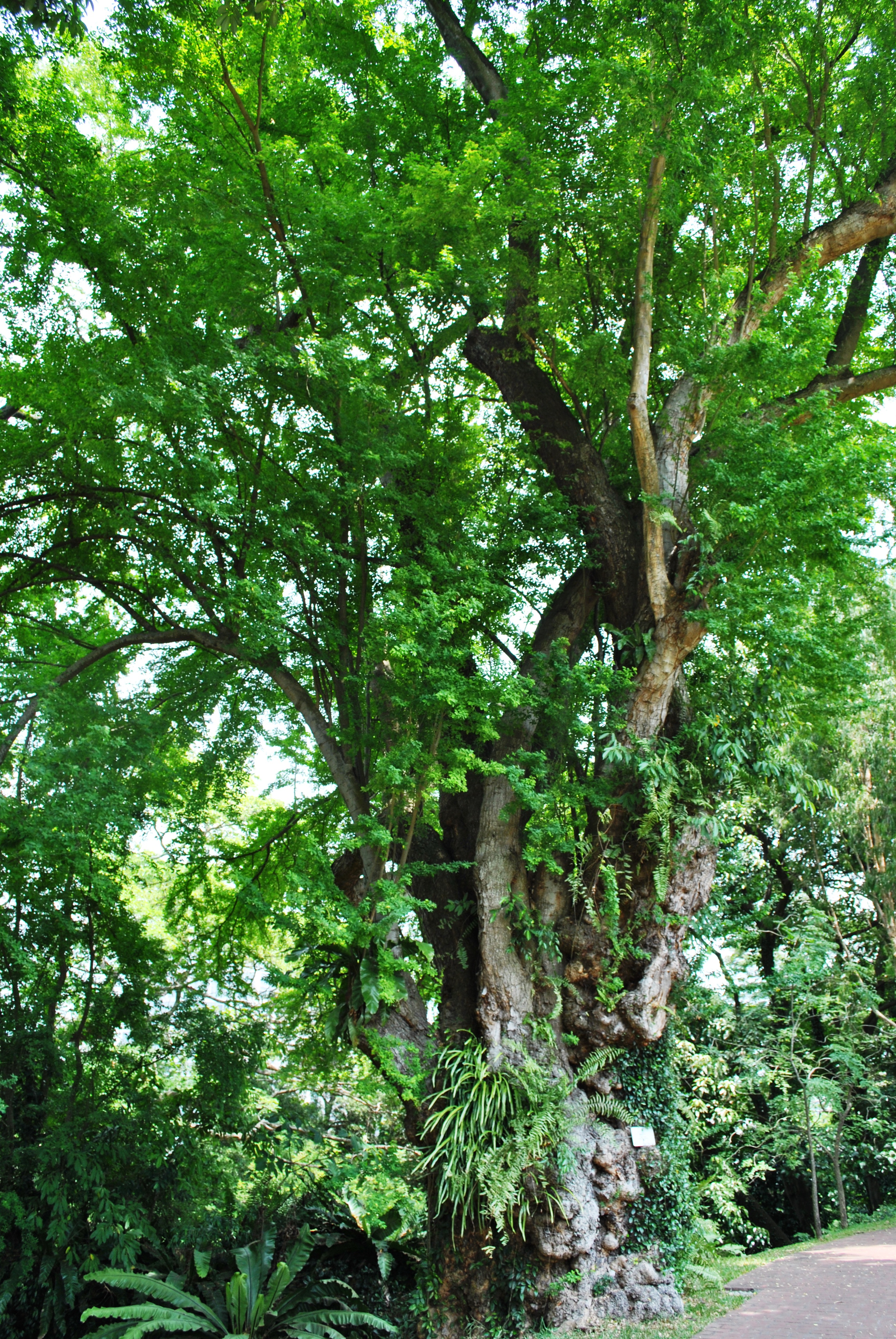 Monkeypod photo 5