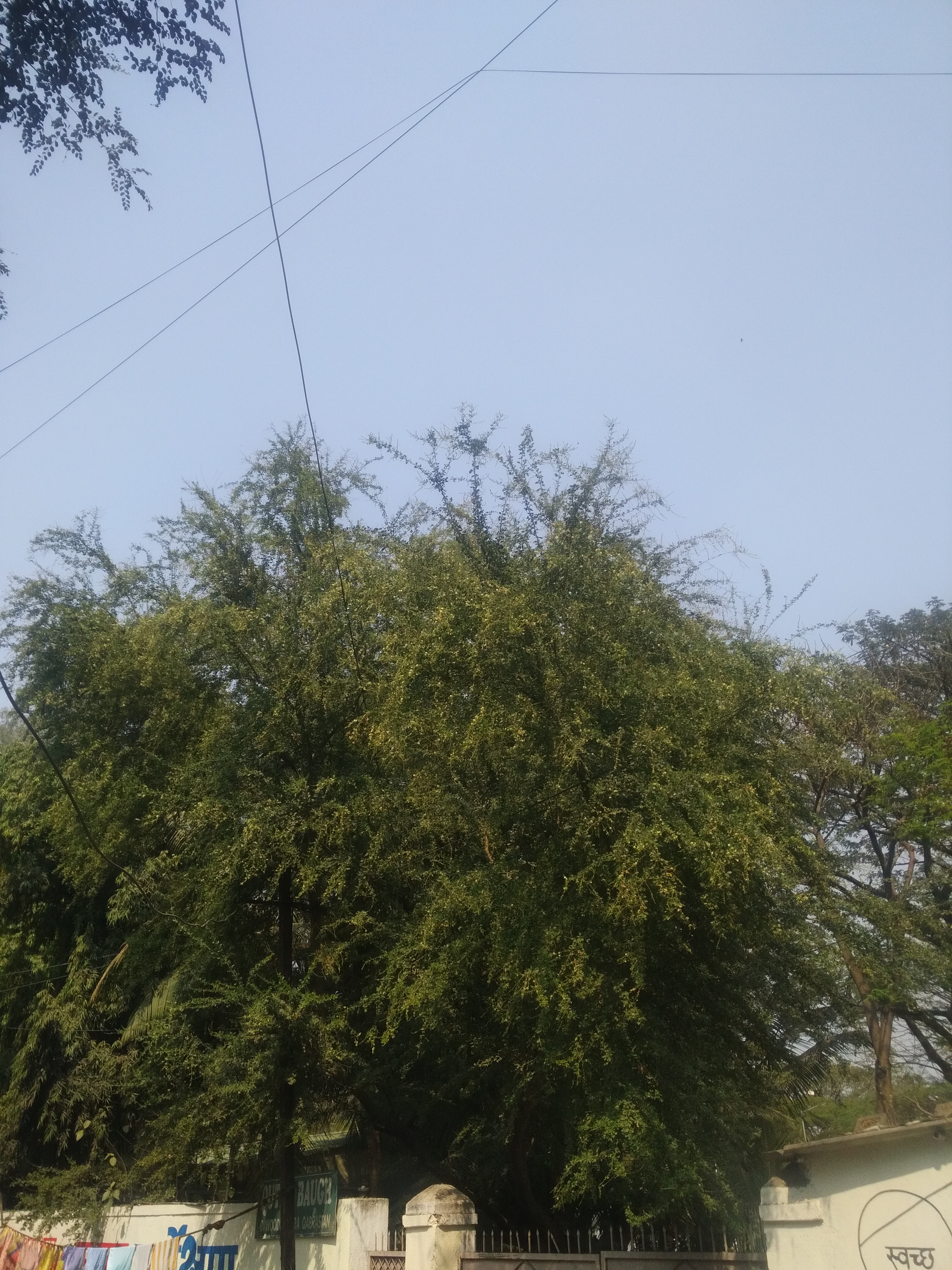 Monkeypod photo 6