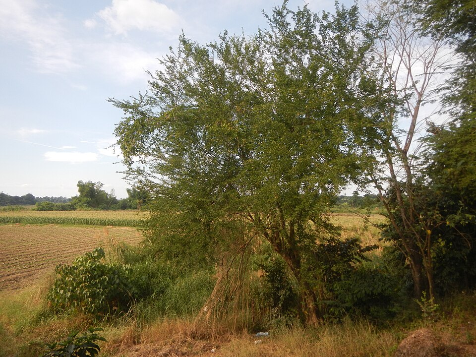 Monkeypod photo 7