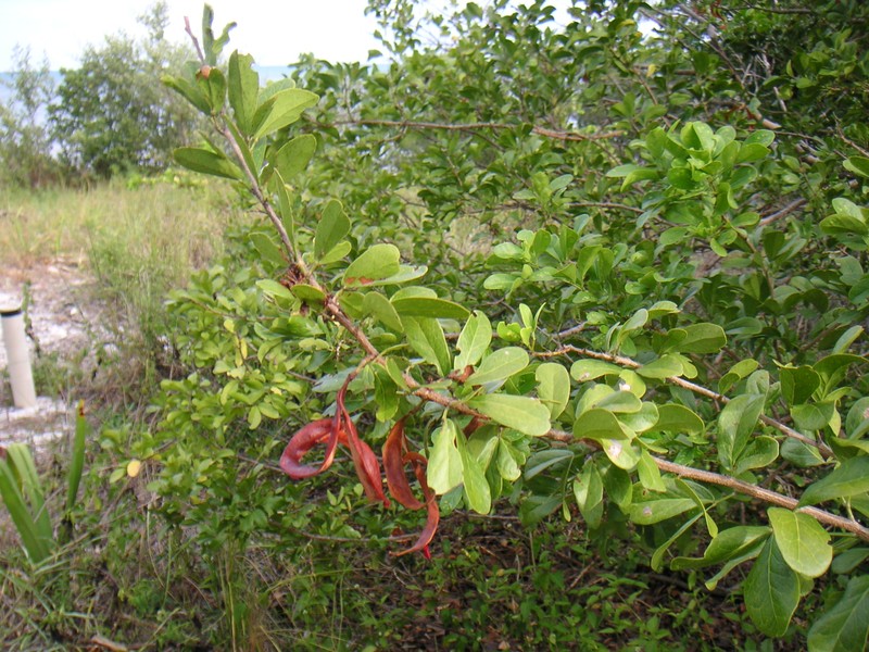 Florida Keys Blackbead photo 4
