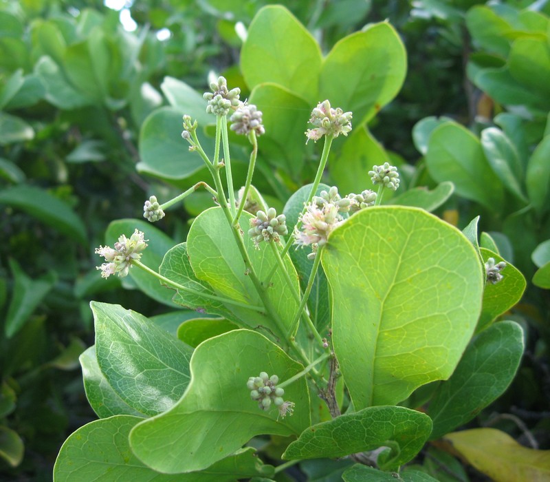 Florida Keys Blackbead