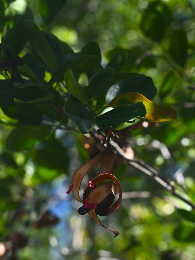 Florida Keys Blackbead photo 5