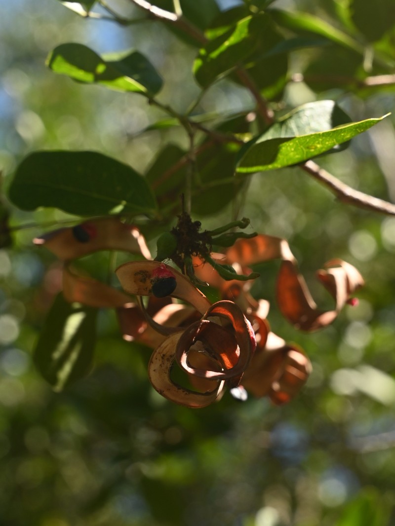 Florida Keys Blackbead photo 6
