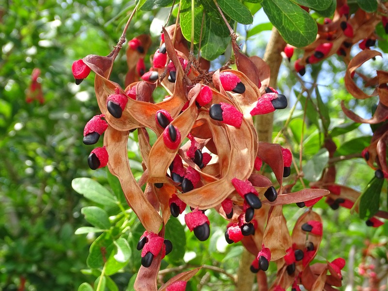 Florida Keys Blackbead photo 3
