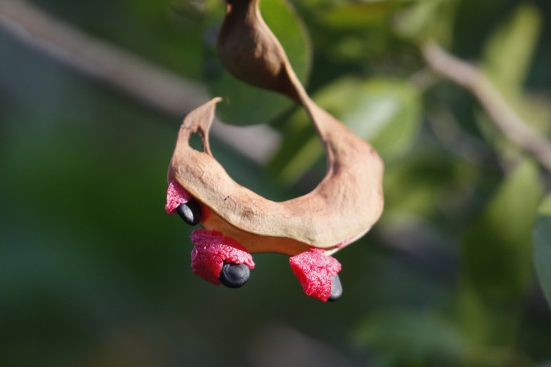Florida Keys Blackbead photo 4