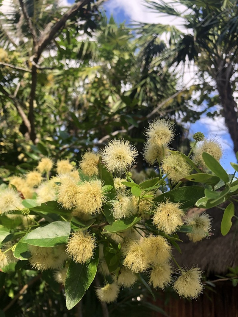 Florida Keys Blackbead photo 5