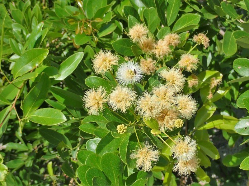 Florida Keys Blackbead photo 7