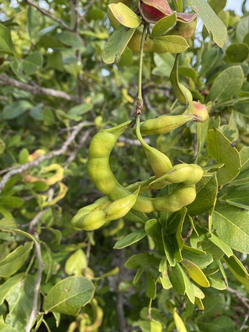Florida Keys Blackbead photo 8