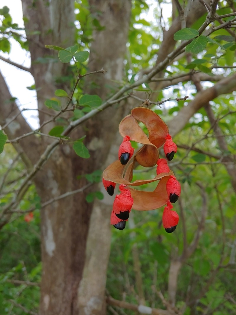 Catclaw Blackbead photo 4