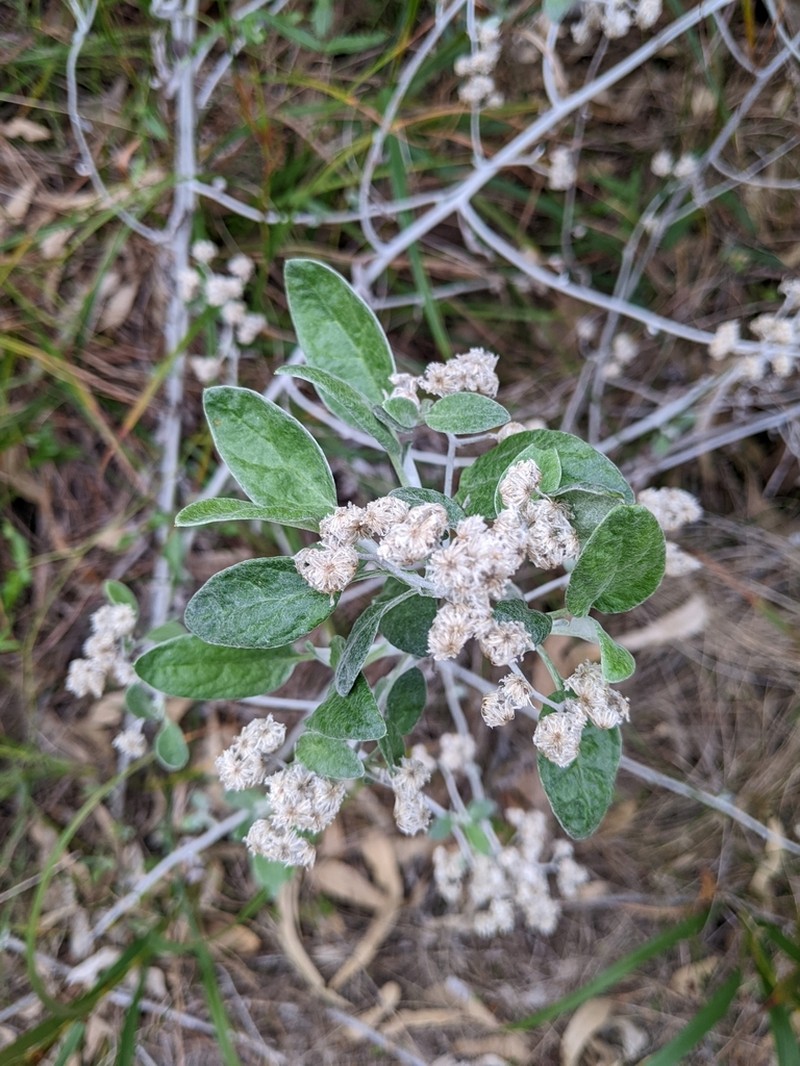 Pithocarpa cordata
