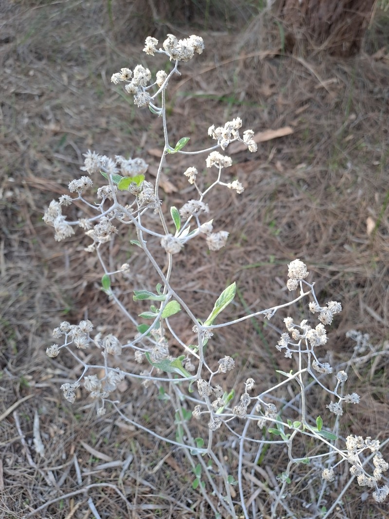 Pithocarpa cordata photo 2