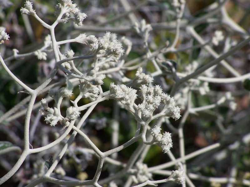 Pithocarpa cordata photo 4