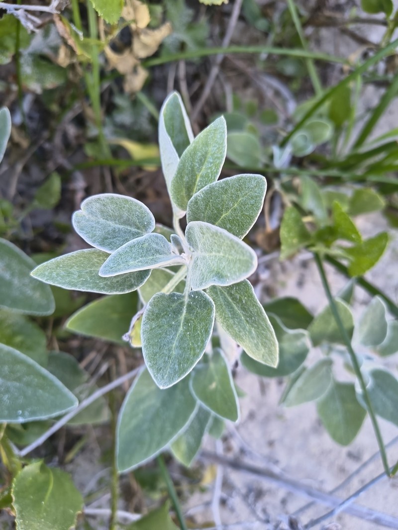 Pithocarpa cordata photo 7