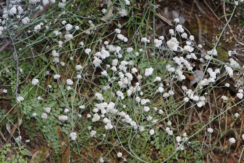 Pithocarpa cordata photo 8