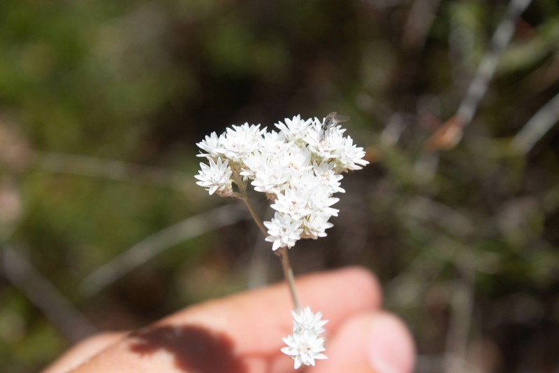 Pithocarpa corymbulosa photo 2