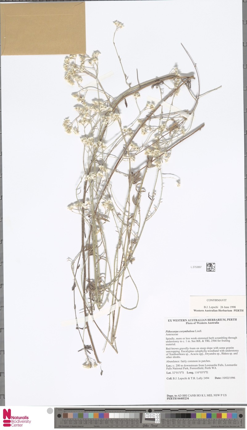 Pithocarpa corymbulosa photo 3
